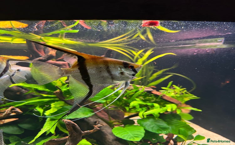 Angelfish fish - Advert 1