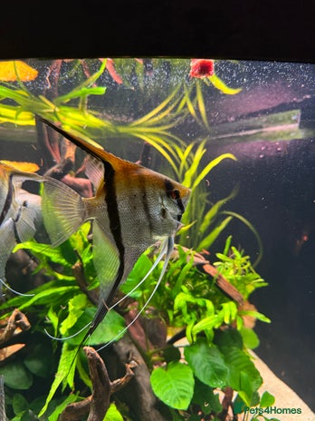 Angelfish fish - Advert 3