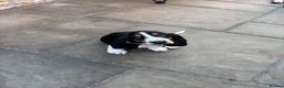 Basset Hound dogs for sale: Bassett hound 1 female left  - Advert 1