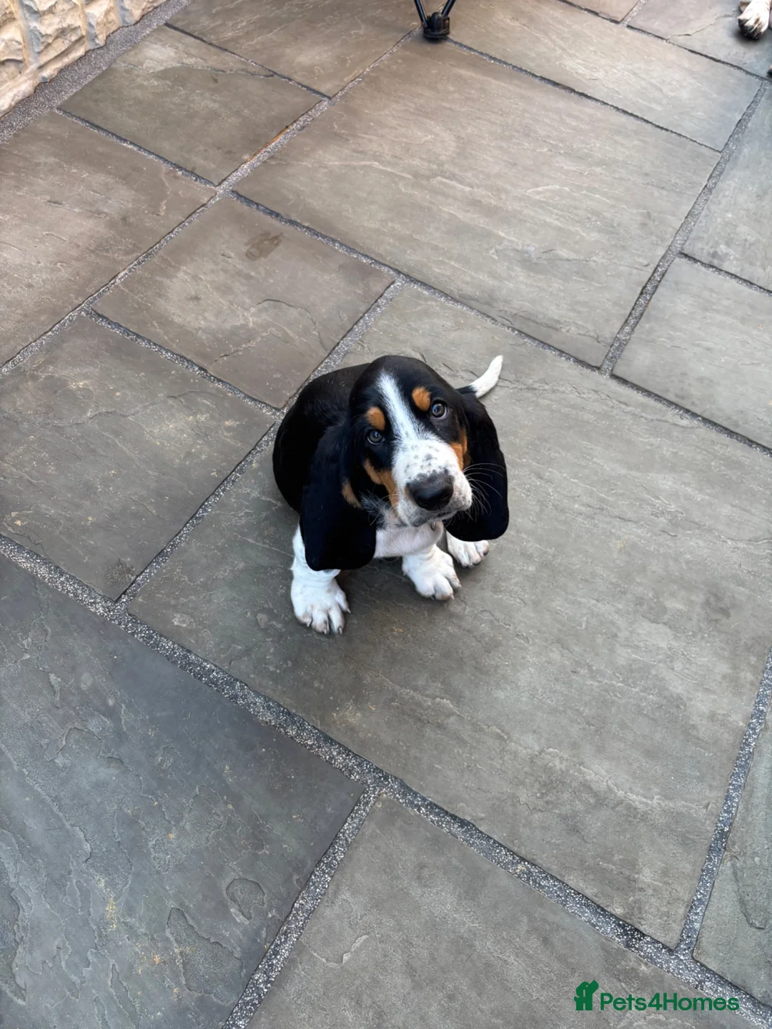 Basset Hound dogs for sale: Bassett hound 1 female left  - Advert 1