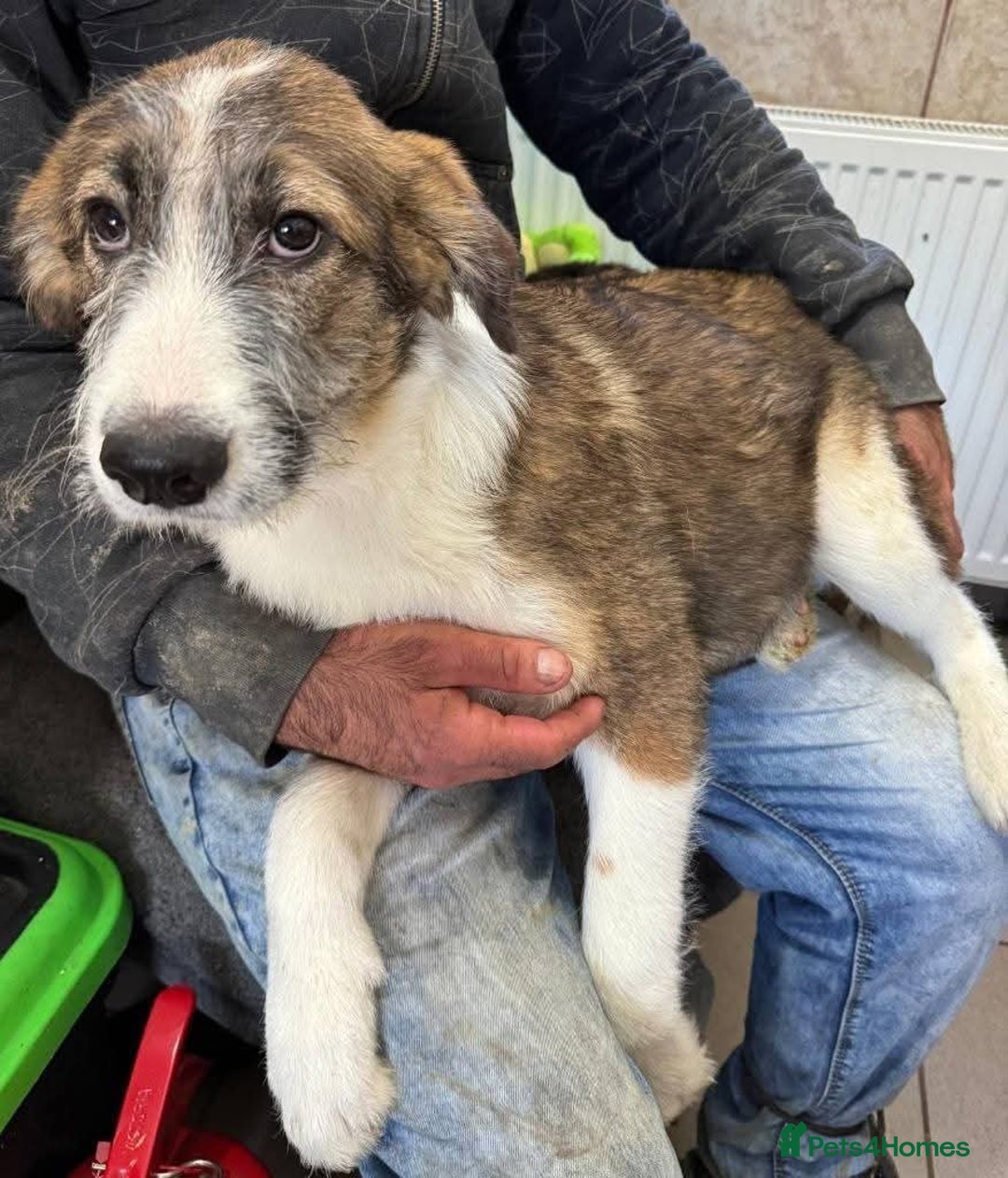 Mixed Breed dogs for adoption: Meet Patch, currently residing in Essex  - Advert 8