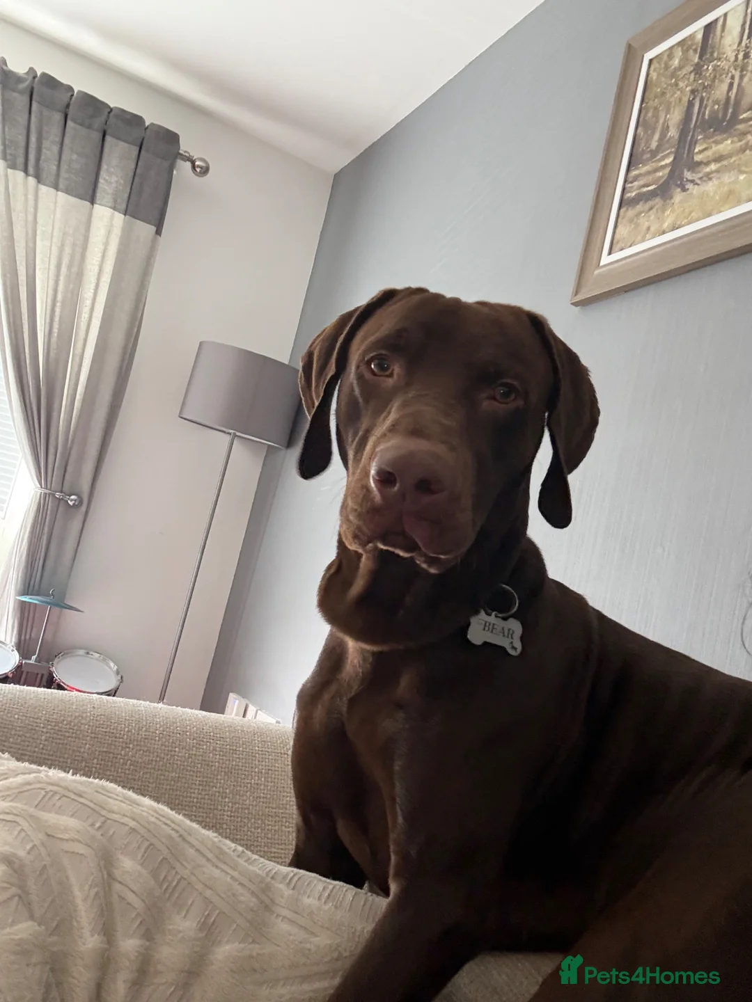 Mixed Breed dogs for stud: Bear Vizmaraner  in Alloa - Advert 2
