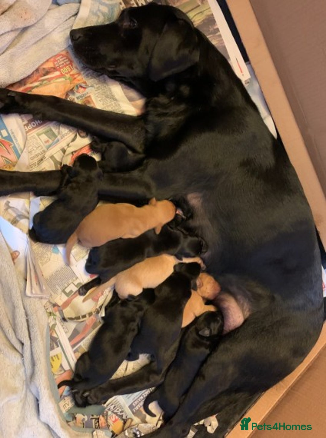 Labrador Retriever dogs for stud: Proven, Dark Fox Red, DNA Clear Labrador Stud in Evesham - Advert 2