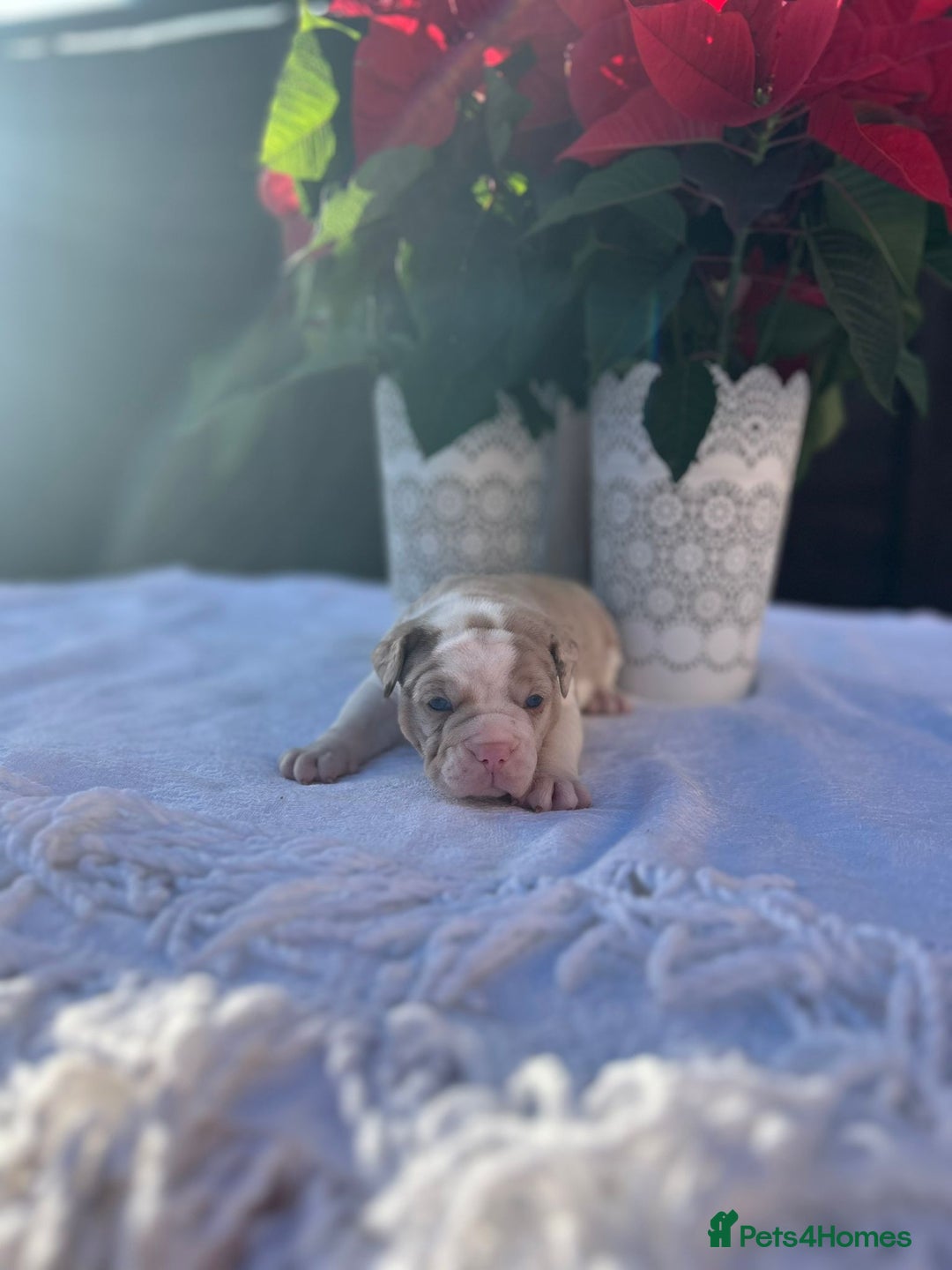Mixed Breed dogs for sale: Old tyme bulldog x american bulldog puppies - Advert 11