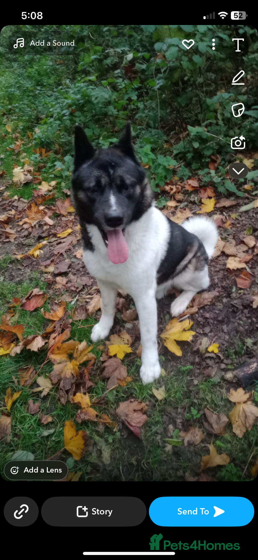 Akita dogs Akita dog for stud - Advert 9