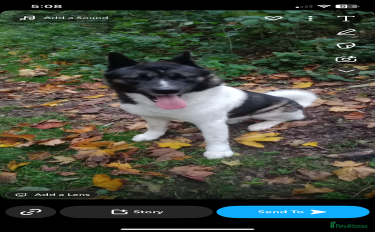 Akita dogs - Advert 5