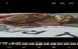 Snake reptiles for sale: Royal Python & enclosure  - Image 5