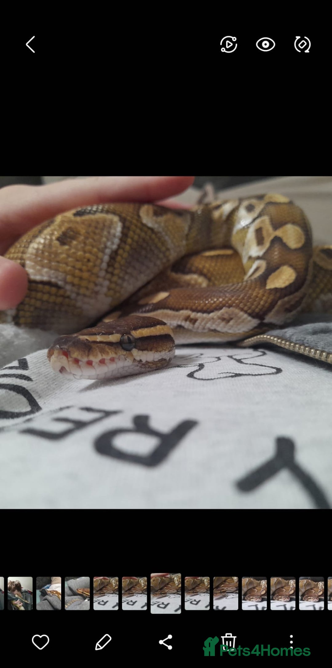 Snake reptiles for sale: Royal Python & enclosure  - Image 5