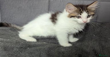 Maine Coon cats - Advert 4