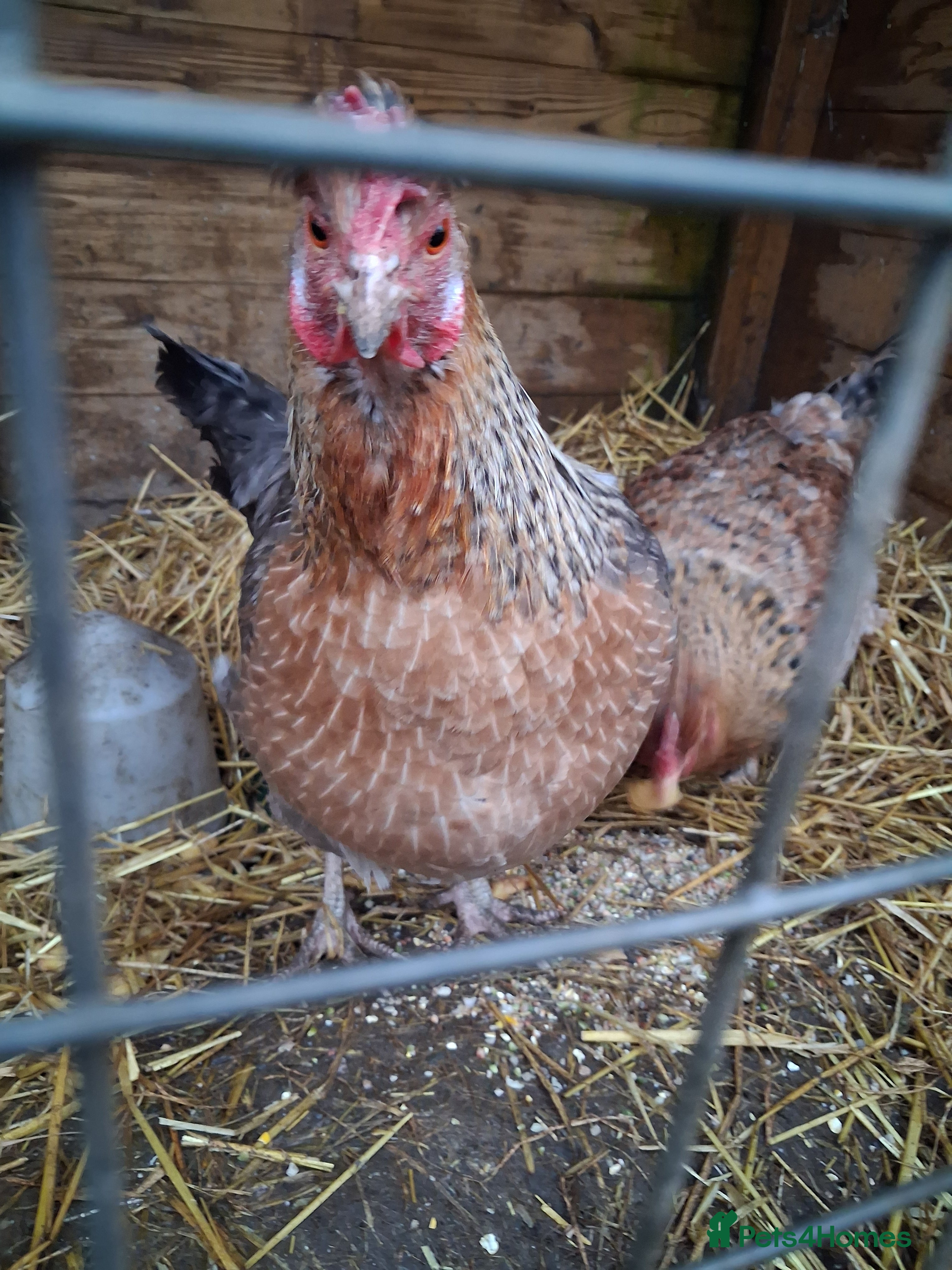 Chickens poultry 2 chickens - Advert 1