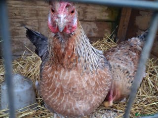 Chickens poultry 2 chickens - Advert 6