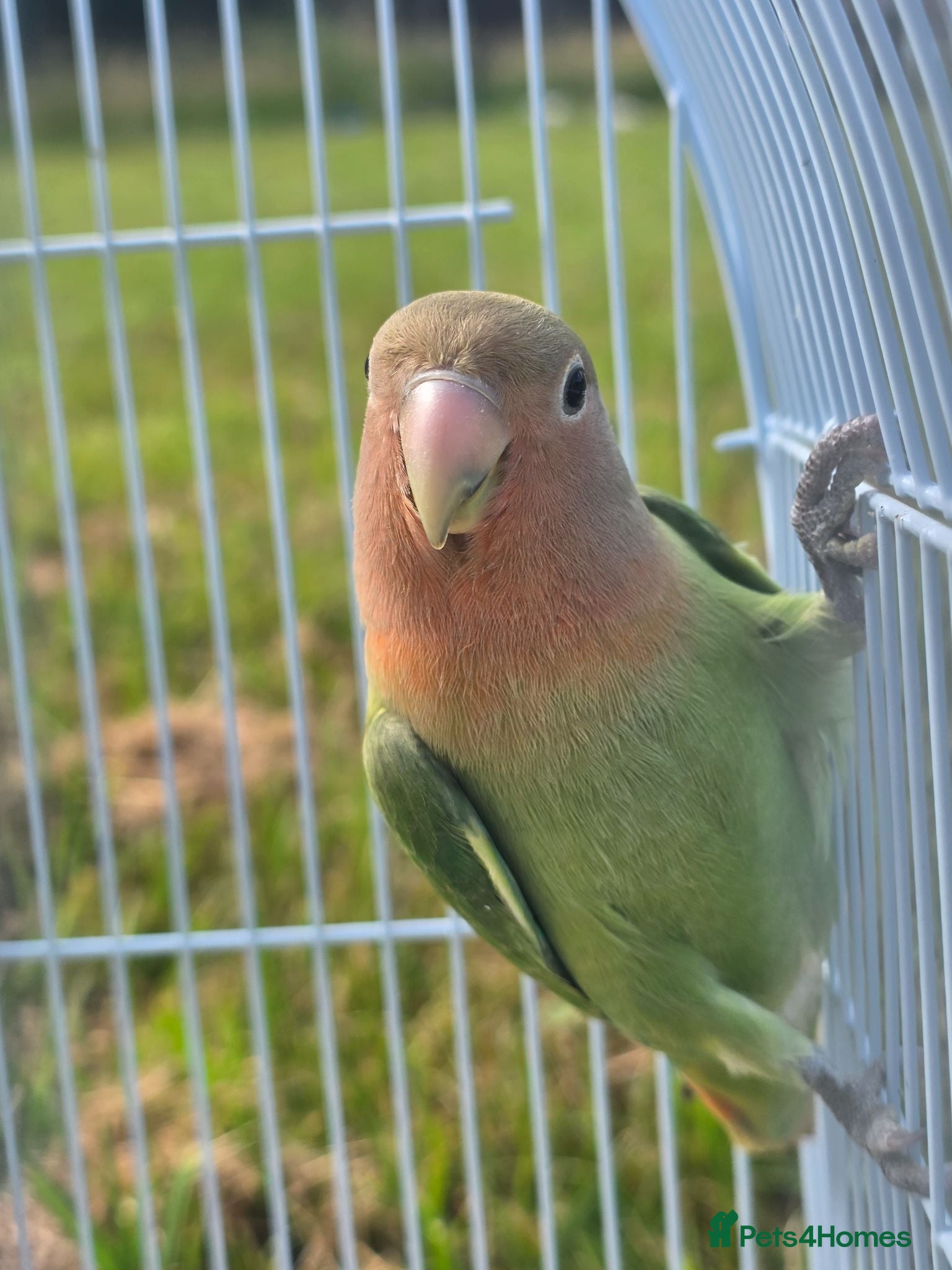 Lovebirds birds Baby love bird with cage [peaches] - Advert 2