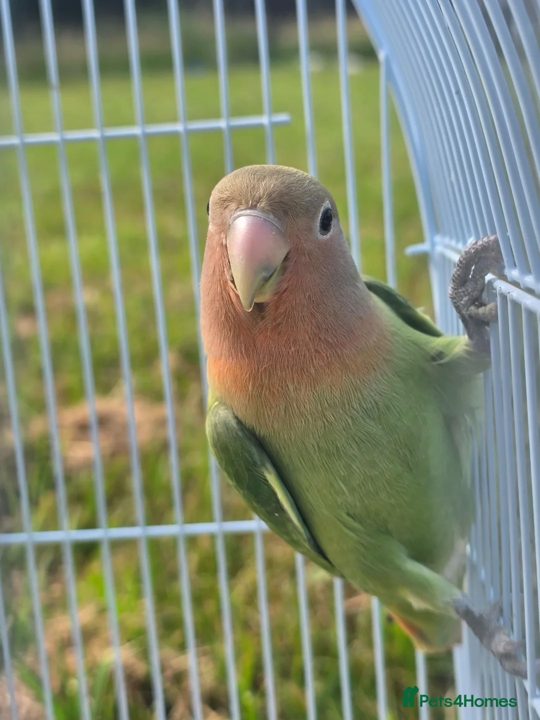 Lovebirds birds for sale: Baby love bird with cage [peaches] in Tonbridge - Advert 1
