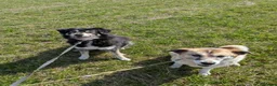 Mixed Breed dogs for adoption: Ivy, 2018. Sweet girl. in Insch - Advert 4