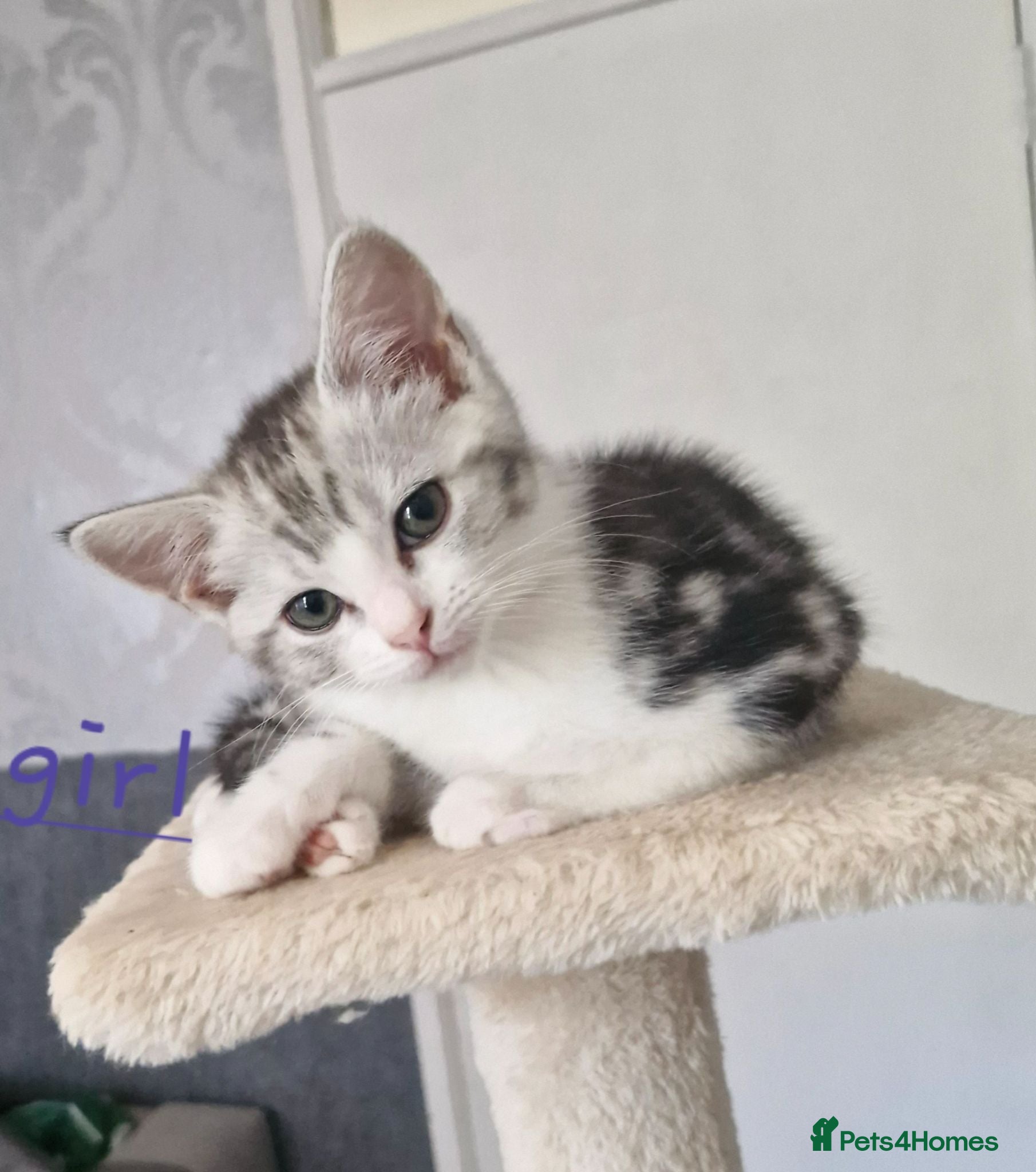 Mixed Breed cats Mixed ragdoll x kittens  - Advert 1