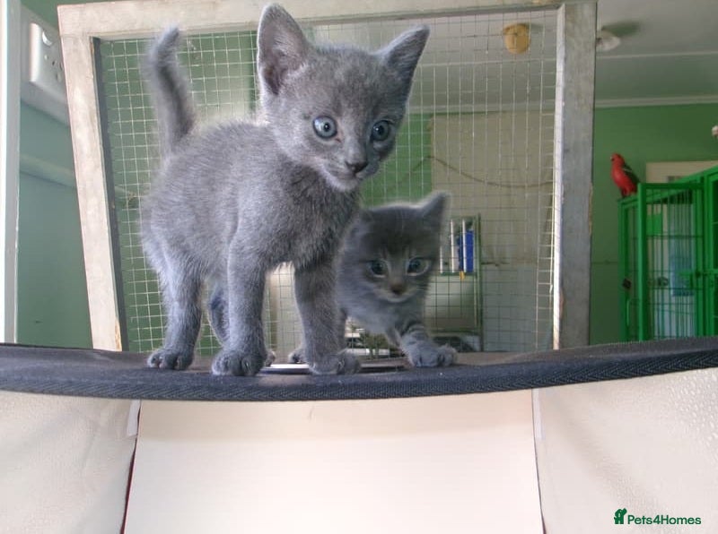 Russian Blue cats Family raised happy russian blues. - Advert 4