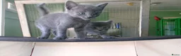 Russian Blue cats for sale: Family raised happy russian blues. in Brentwood - Advert 1
