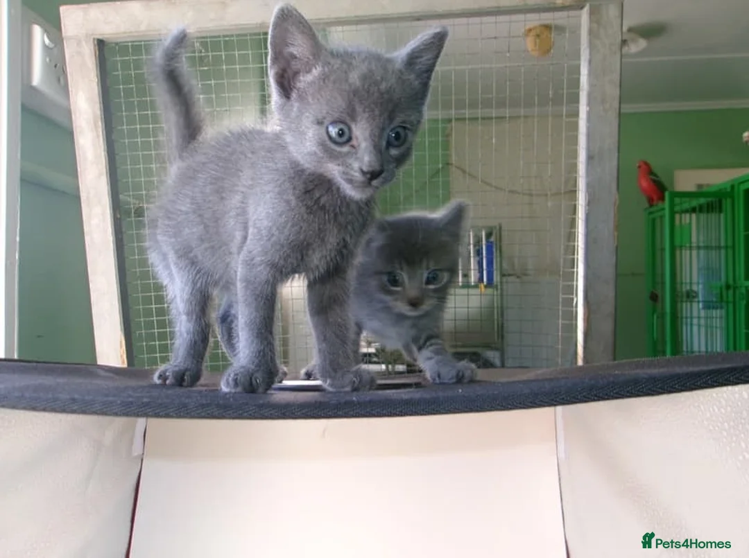 Russian Blue cats for sale: Family raised happy russian blues. in Brentwood - Advert 1