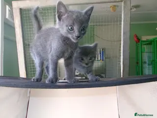 Russian Blue cats Family raised happy russian blues. - Advert 4