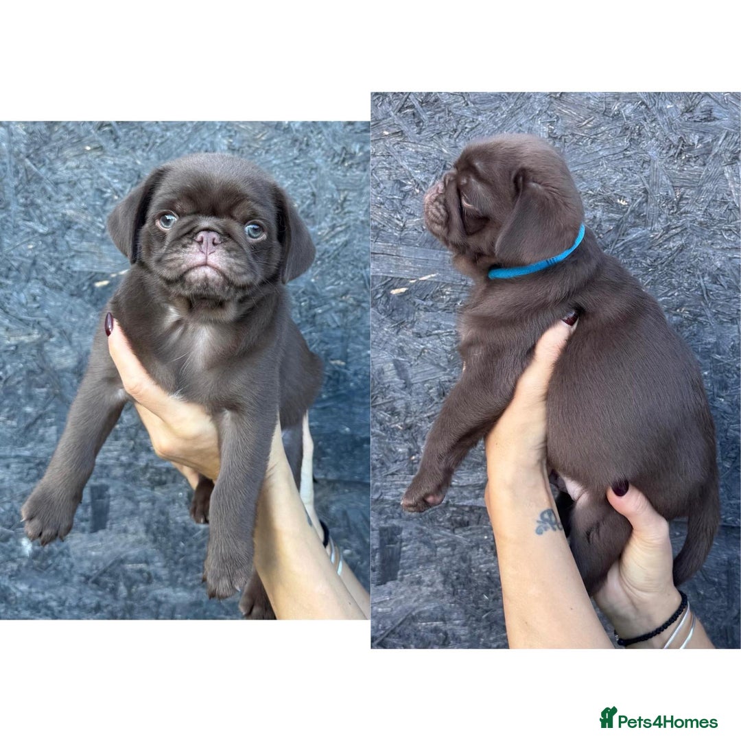 Pug dogs for sale: Beautiful exotic KC registered Pug puppies - Image 21