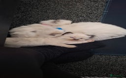 Ragdoll cats for sale: Ragdoll babies  - Image 22