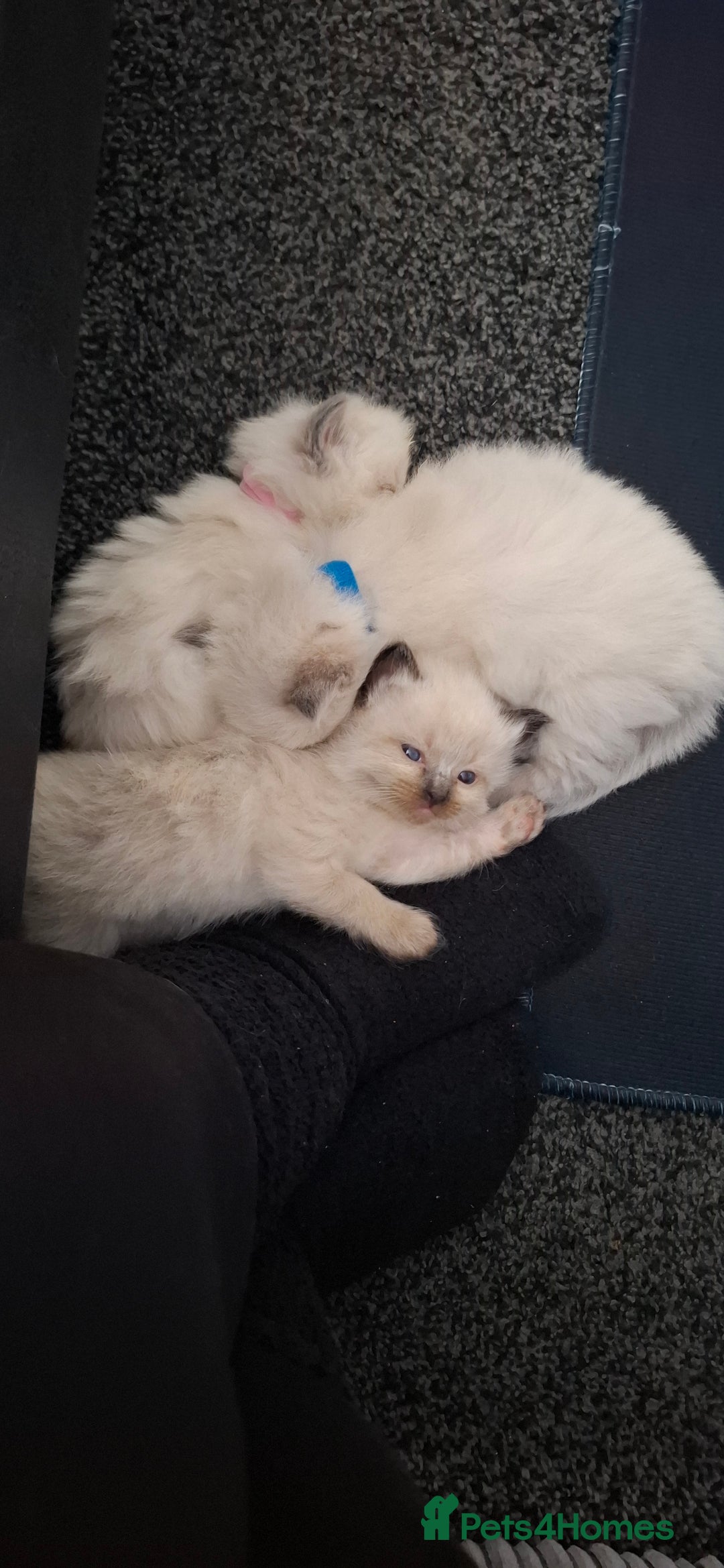 Ragdoll cats for sale: Ragdoll babies  - Image 22