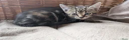 Domestic Shorthair cats for sale: Gorgeous kittens - Advert 6