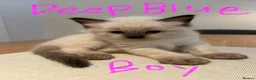 Ragdoll cats for sale: GCCF mom’s pure ragdoll kittens sale in London  - Advert 28