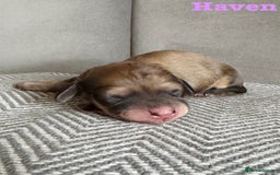Miniature Dachshund dogs for sale: Exceptional Show Quality KC Miniature Dachshunds! - Image 5