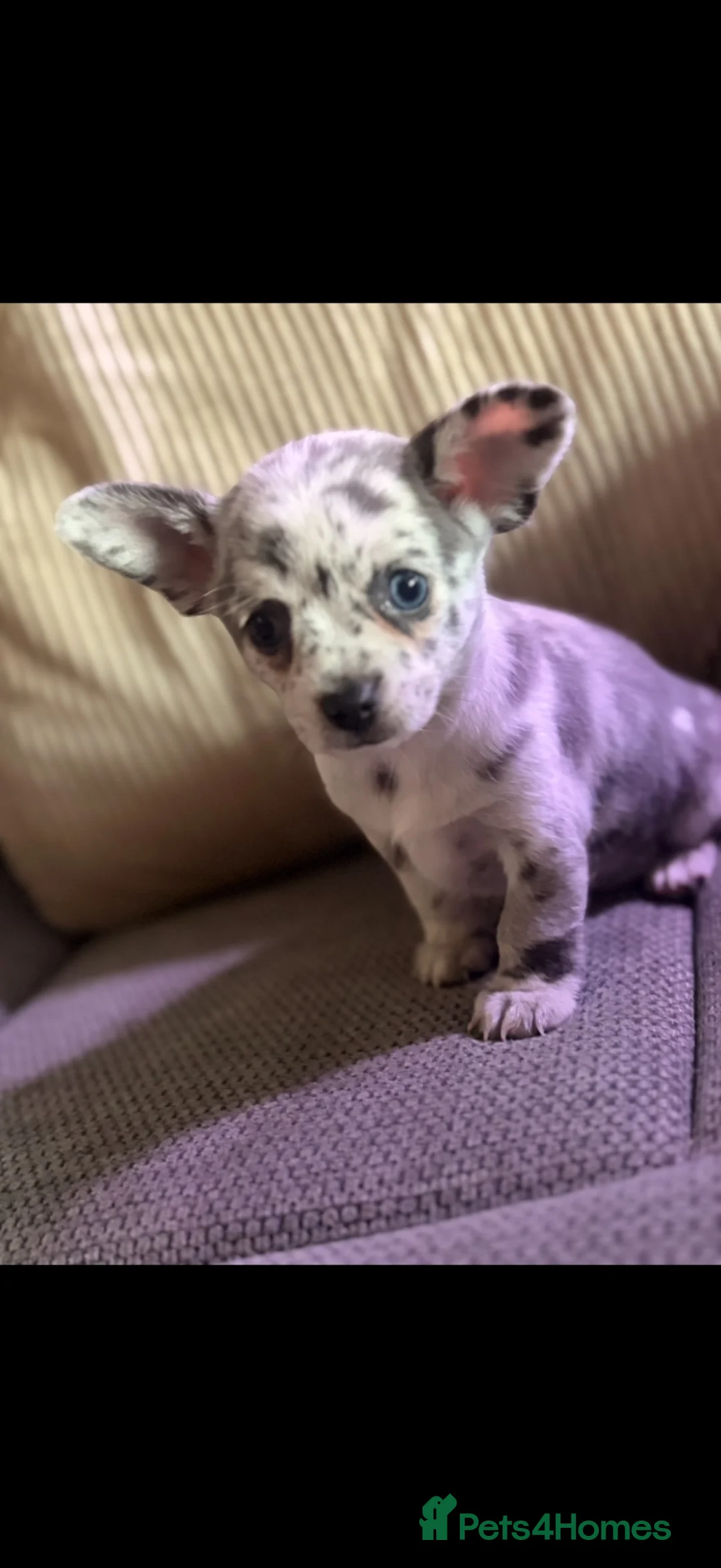 Chihuahua dogs for sale: Female Merle Chihuahua puppy - Advert 2