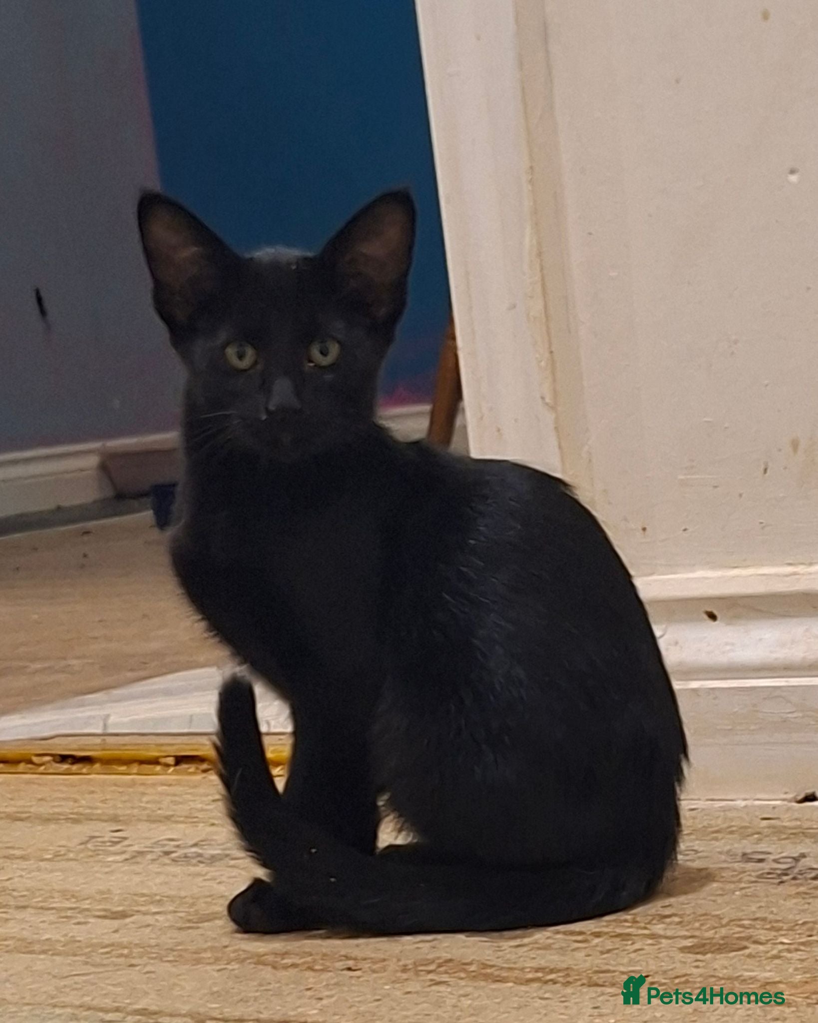 Oriental cats Beautiful Oriental Cross kittens - Advert 13