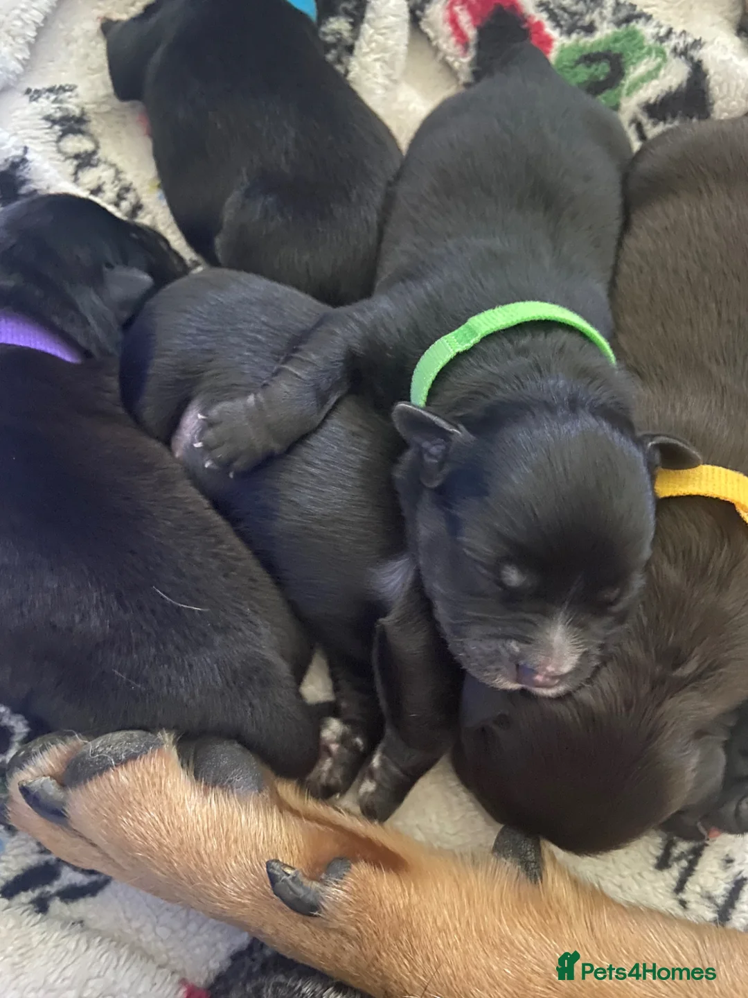 Mixed Breed dogs for sale: Mixed breed puppy’s  - Advert 28