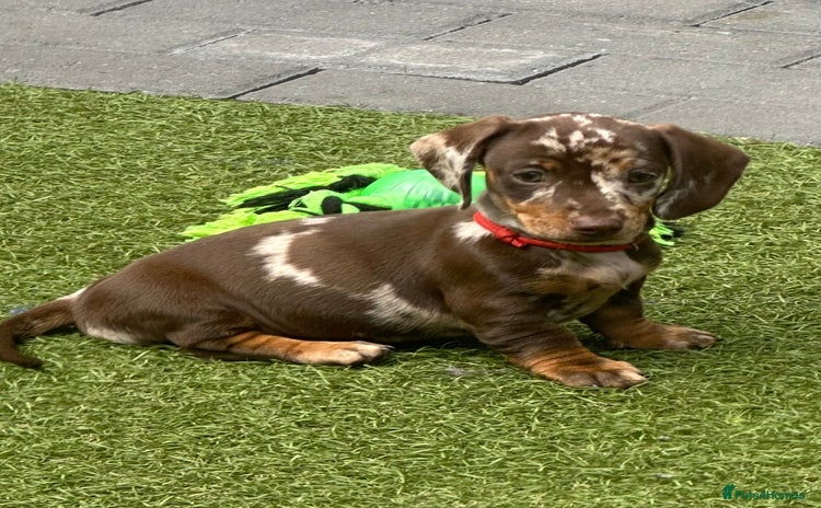 Miniature Dachshund dogs - Advert 1
