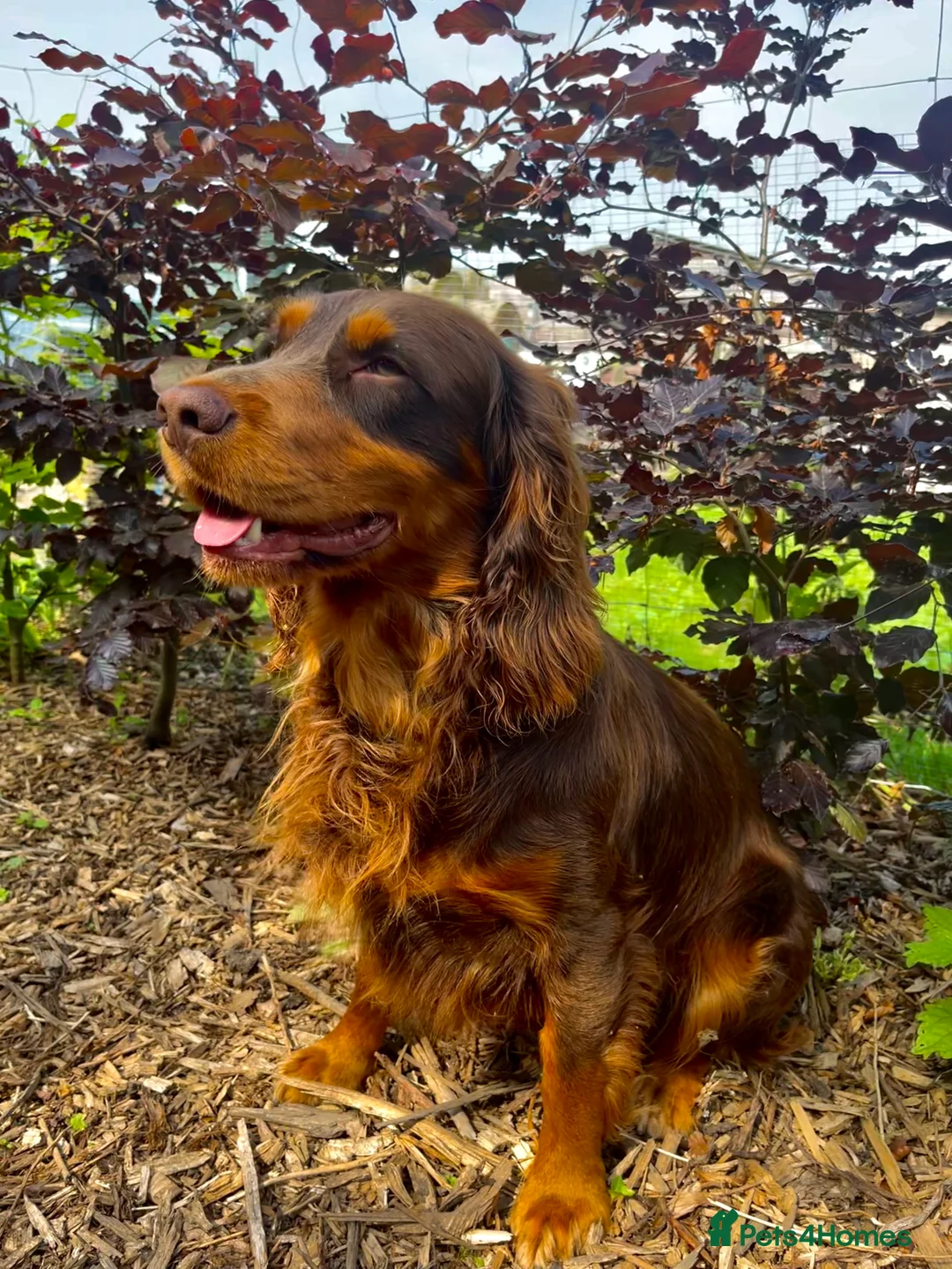 Cocker Spaniel dogs for stud: Well proven working cocker spaniel stud in Diss - Advert 2