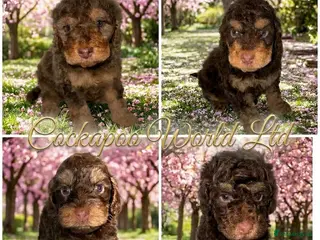 Cockapoo dogs DNA TESTED, Stunning Cockapoo Pups,Ready 5th June - Advert 9