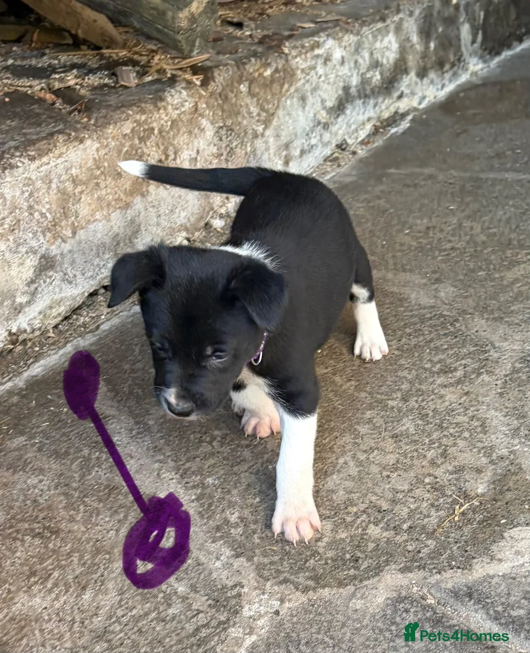 Border Collie dogs for sale: Border collies in Skipton - Advert 2