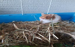 Hamster rodents for sale: Baby syrian hamsters long and short hair £12 each in Manchester - Image 4