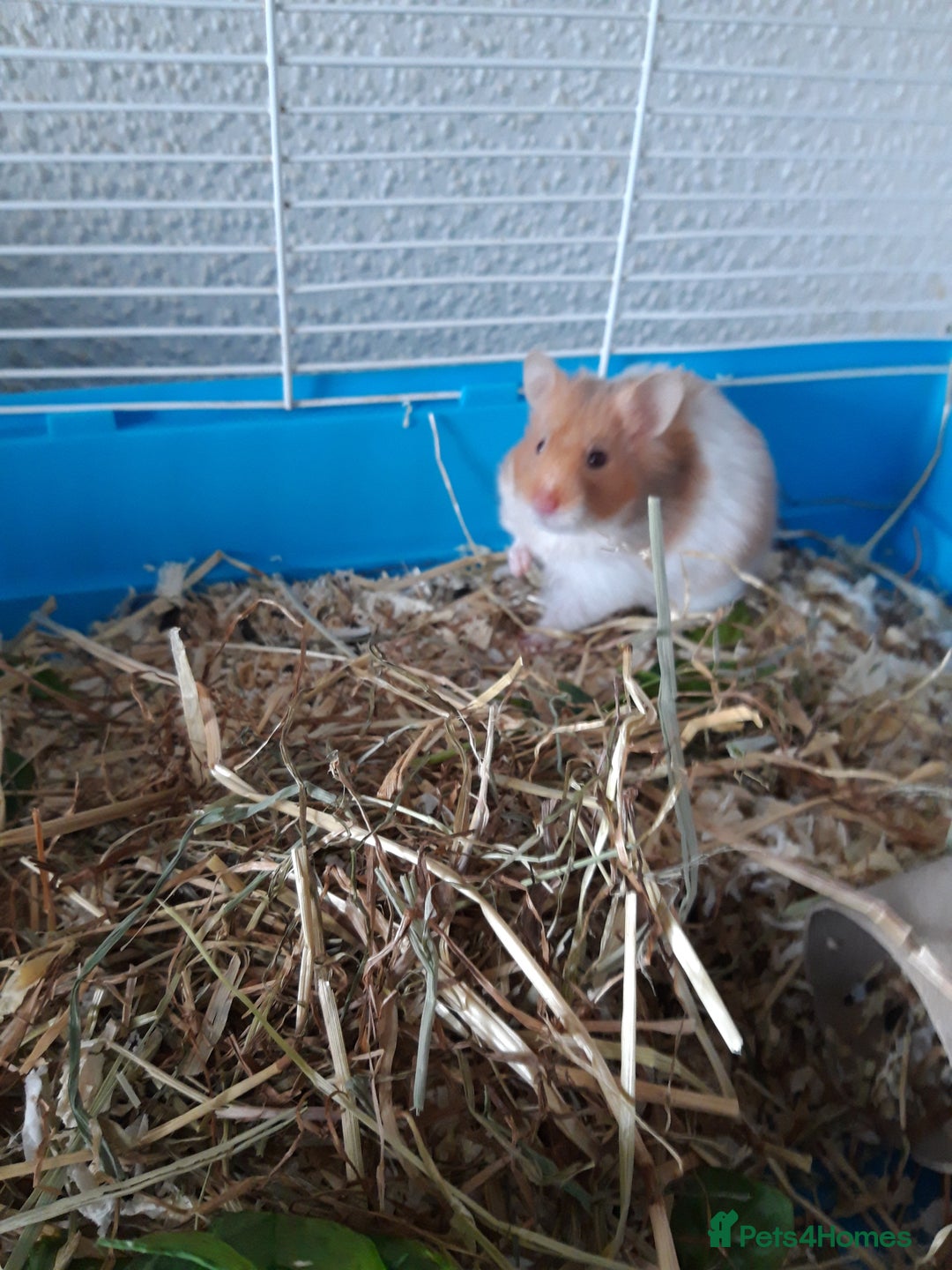 Hamster rodents for sale: Baby syrian hamsters long and short hair £12 each in Manchester - Image 4