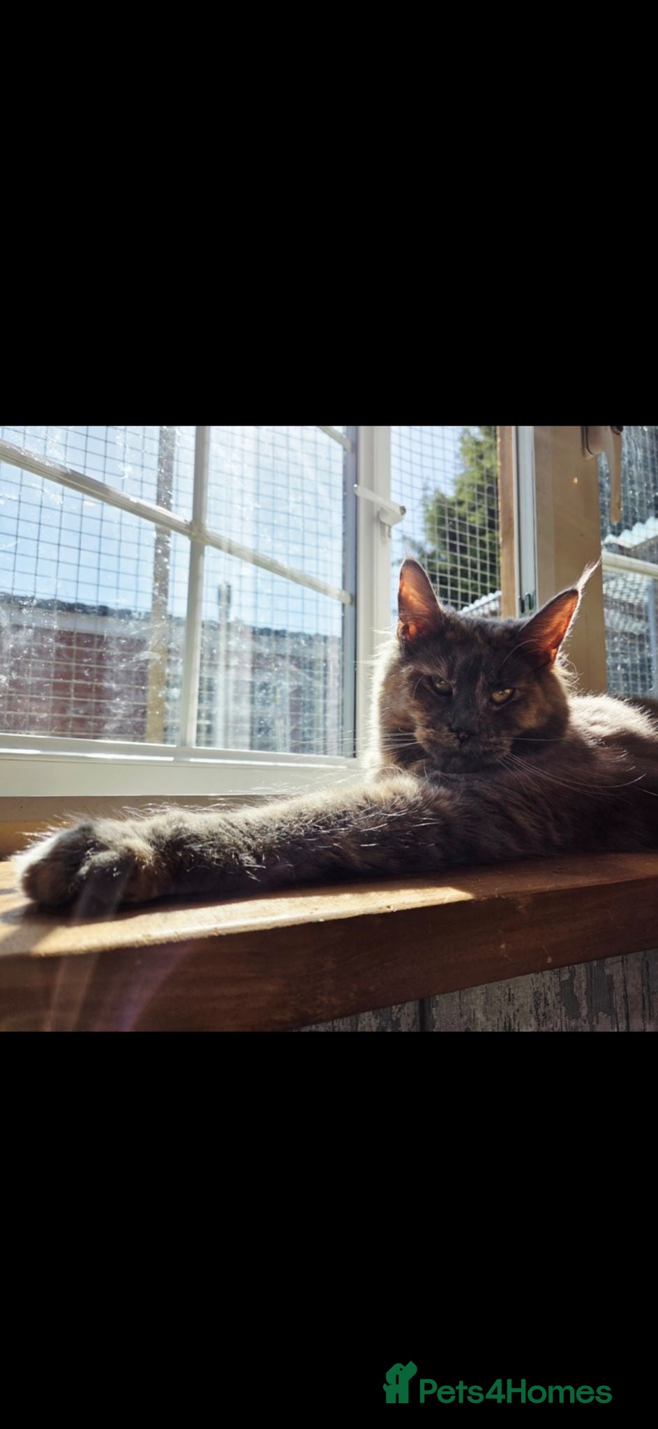 Maine Coon cats GCCF Active Maine Coon Queen , DNA Clear!  🏆  - Advert 14