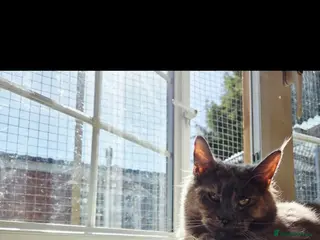 Maine Coon cats GCCF Active Maine Coon Queen , DNA Clear! 🏆 - Advert 14