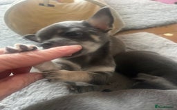 Chihuahua dogs for sale: Purebred chihuahua puppies - Image 13