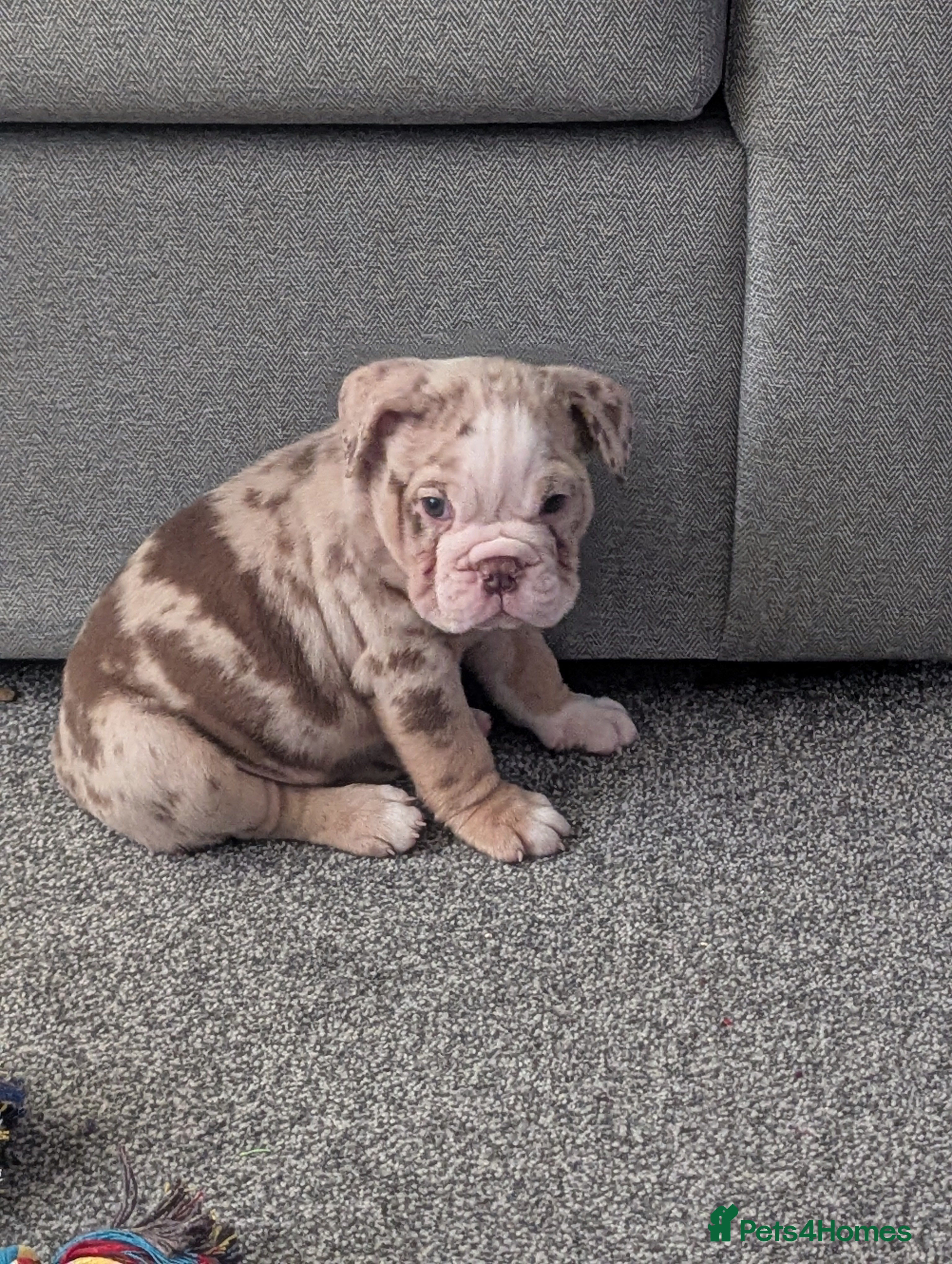 Old Tyme Bulldog dogs STUNNING OLD TYME ENGLISH BULLDOG PUPPIES  - Advert 1
