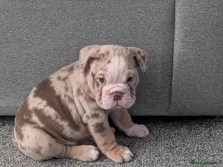 Old Tyme Bulldog dogs STUNNING OLD TYME ENGLISH BULLDOG PUPPIES - Advert 2