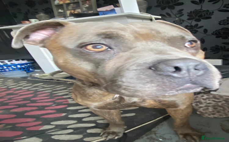 Mixed Breed dogs - Advert 4