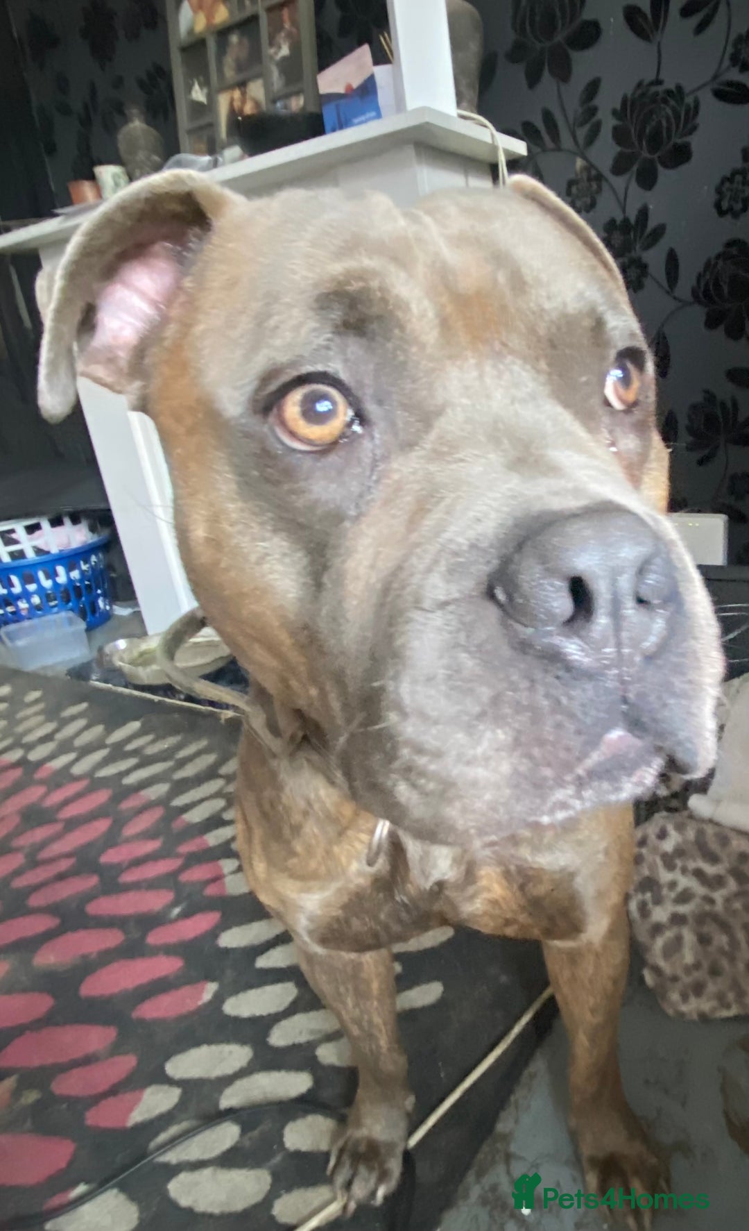 Mixed Breed dogs for sale: Meet duck  - Image 1