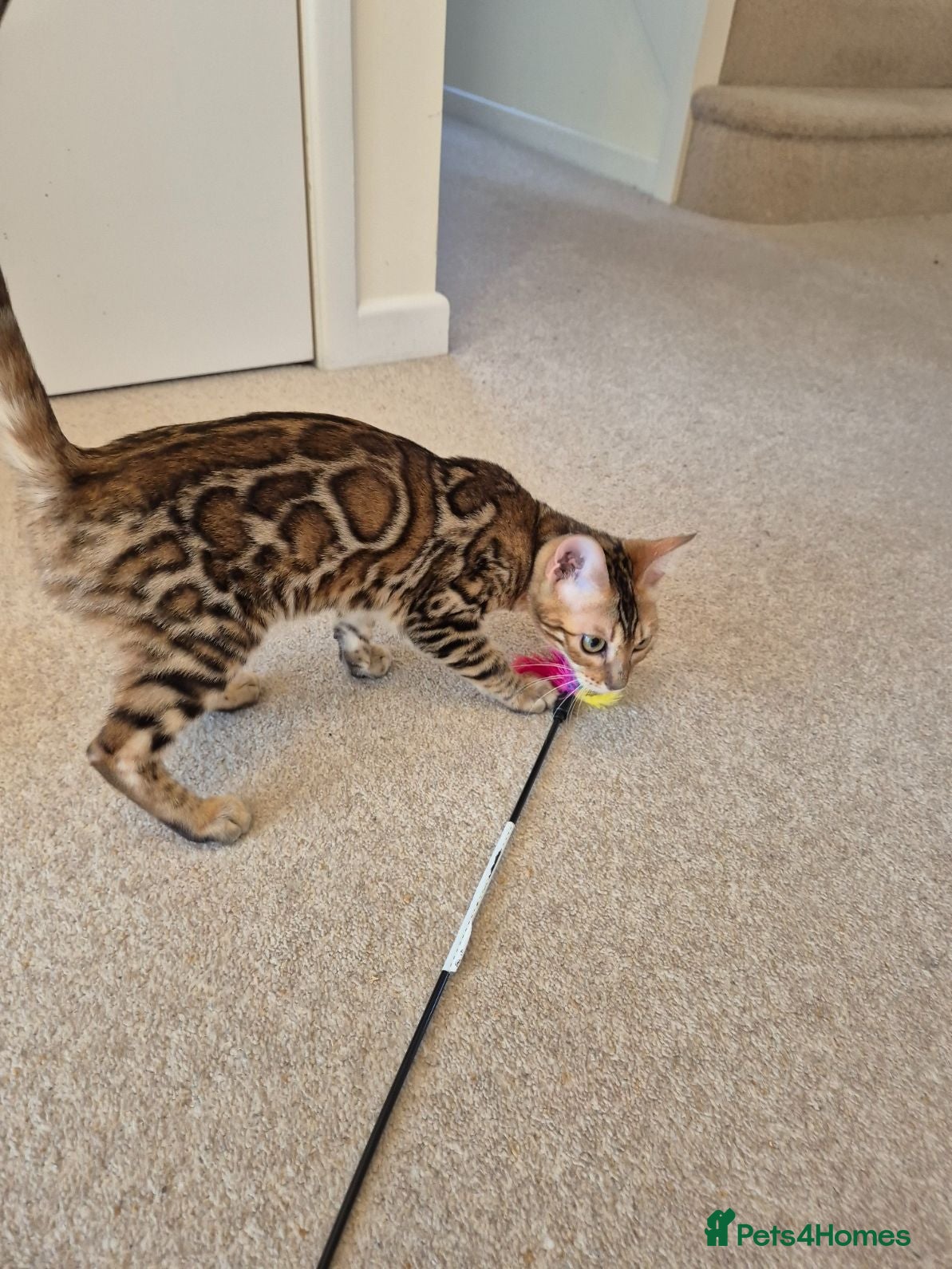 Bengal cats Stunning Pedigree Bengal Kittens - Advert 1