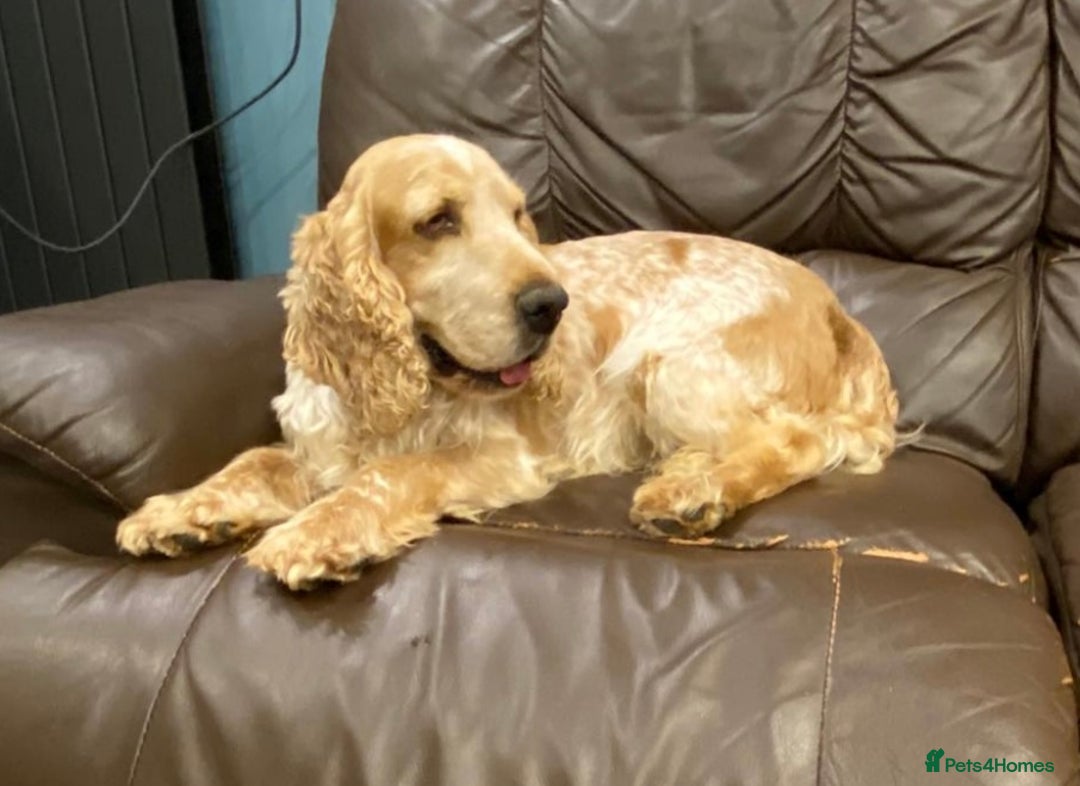 Cocker Spaniel dogs for sale: KC Registered Show Type Cocker Spaniel Pups - Image 6