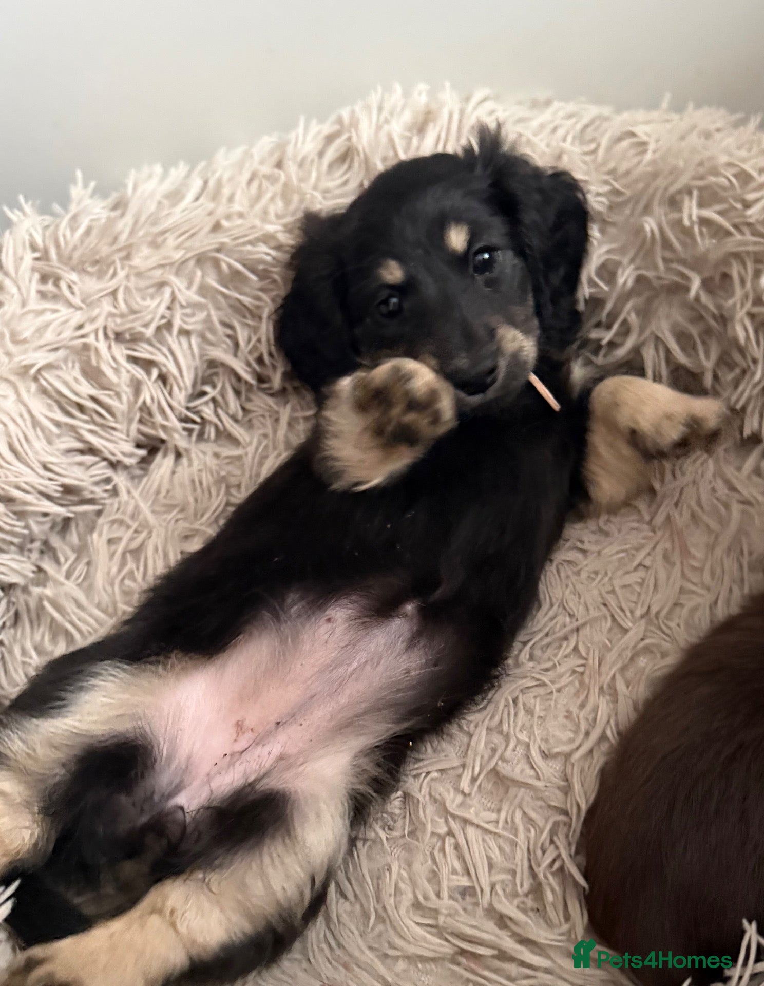 Miniature Dachshund dogs for sale: 1 black and cream long hair mini dachshunds - Advert 2