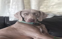 Weimaraner dogs for stud: Stud handsome Weimaraner  - Image 1