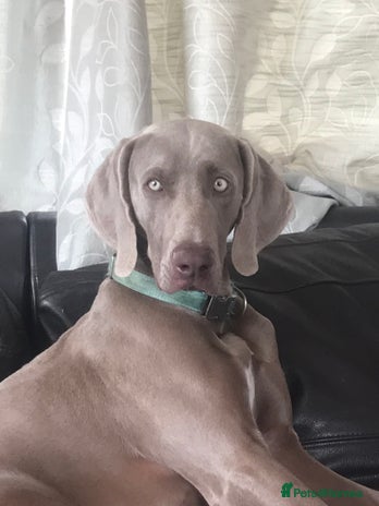 Weimaraner dogs Stud handsome Weimaraner - Advert 1